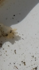 Taeniogyrus dunedinensis