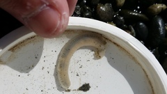 Taeniogyrus dunedinensis