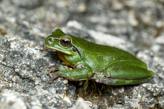 Stripeless Tree Frog photo 4