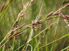 Eurychorda complanata