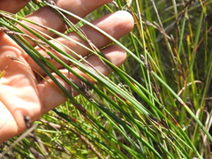 Eurychorda complanata