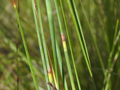 Eurychorda complanata