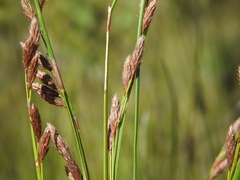 Eurychorda complanata