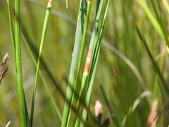 Eurychorda complanata