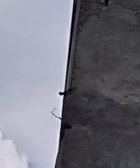 Acanthocercus gregorii