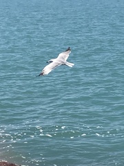 Ichthyaetus audouinii