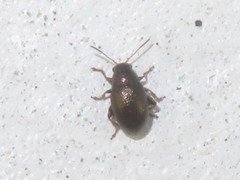 Chaetocnema hortensis
