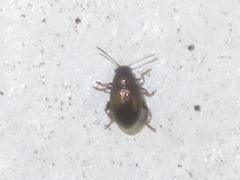 Chaetocnema hortensis