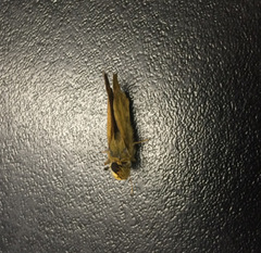 Atalopedes campestris huron