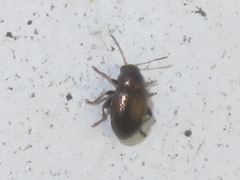 Chaetocnema hortensis