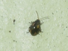 Phyllotreta exclamationis