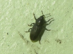 Mecinus pyraster