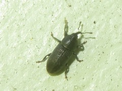 Mecinus pyraster