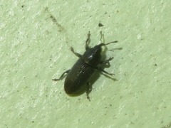 Mecinus pyraster