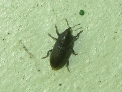 Mecinus pyraster
