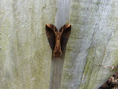 Ercheia