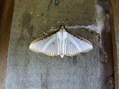 Cydalima