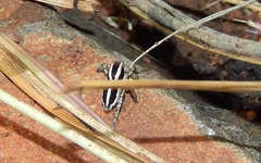 Stenaelurillus termitophagus