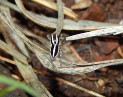 Stenaelurillus termitophagus