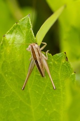 Conocephalus semivittatus