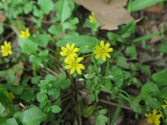 Lapsanastrum apogonoides