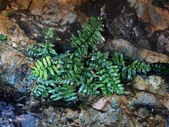 Asplenium difforme
