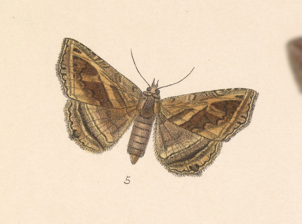 Peteroma jonesi