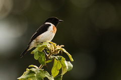 Saxicola torquatus