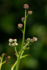 Dichrocephala integrifolia