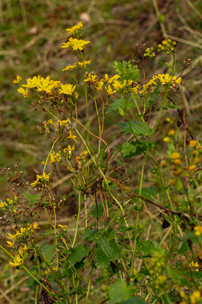 Cineraria deltoidea