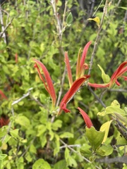 Anisotes rogersii