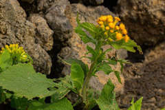 Crassocephalum montuosum