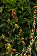 Leucas martinicensis