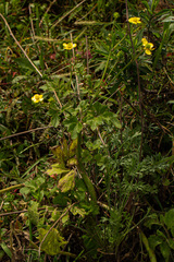 Ranunculus multifidus