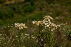 Helichrysum argyranthum