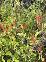 Anisotes rogersii