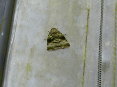 Blenina