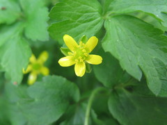 Ranunculus sieboldii