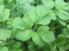 Ranunculus sieboldii