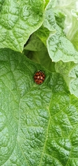 Harmonia axyridis