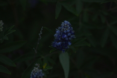 Vitex agnus-castus