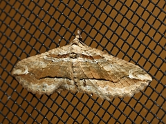 Chrysolarentia leucophanes