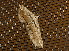 Chrysolarentia leucophanes