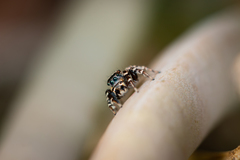 Jotus karllagerfeldi