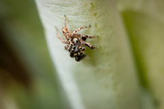 Jotus karllagerfeldi