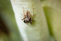 Jotus karllagerfeldi