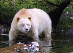 Ursus americanus kermodei