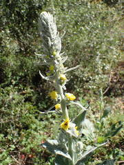 Verbascum boerhavii