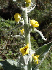 Verbascum boerhavii