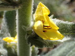 Verbascum boerhavii